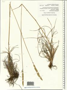 Koeleria pyramidata (Lam.) P.Beauv., Crimea (KRYM) (Russia)