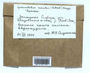 Sphenolobus minutus (Schreb. ex Cranz) Berggr., Bryophytes, Bryophytes - Western Siberia (including Altai) (B15) (Russia)