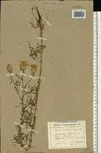 Centaurea splendens L., Eastern Europe, North Ukrainian region (E11) (Ukraine)