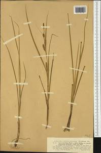 Carex maritima Gunnerus, Western Europe (EUR) (France)