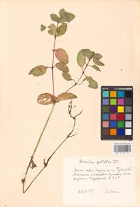 Erythranthe guttata (DC.) G.L.Nesom, Eastern Europe, Moscow region (E4a) (Russia)