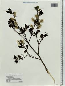 Salix myrsinifolia, Eastern Europe, Central forest region (E5) (Russia)