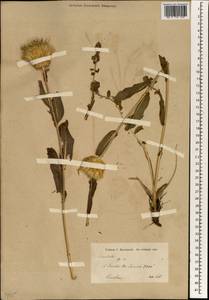 Serratula, South Asia, South Asia (Asia outside ex-Soviet states and Mongolia) (ASIA) (Iran)