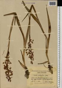 Anacamptis palustris (Jacq.) R.M.Bateman, Pridgeon & M.W.Chase, Eastern Europe, Moldova (E13a) (Moldova)