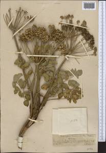 Angelica brevicaulis (Rupr.) B. Fedtsch., Middle Asia, Northern & Central Tian Shan (M4) (Kazakhstan)