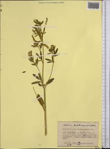 Melilotus dentatus (Waldst. & Kit.)Pers., Middle Asia, Northern & Central Kazakhstan (M10) (Kazakhstan)