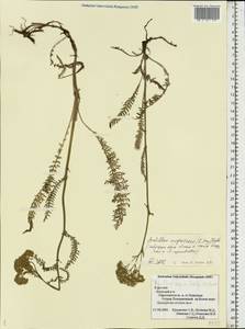 Achillea millefolium var. nigrescens E. Mey., Eastern Europe, Northern region (E1) (Russia)