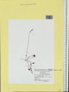 Drosera × obovata Mert. & W. D. J. Koch, Eastern Europe, Central region (E4) (Russia)