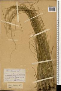 Stipa pennata L., Caucasus, Dagestan (K2) (Russia)