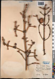 Picea brachytyla var. brachytyla, Siberia, Chukotka & Kamchatka (S7) (Russia)