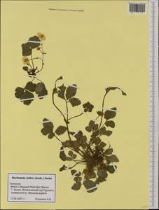 Potentilla indica (Andr.) Wolf, Western Europe (EUR) (Germany)