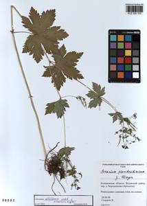 KUZ 000 303, Geranium albiflorum Ledeb., Siberia, Altai & Sayany Mountains (S2) (Russia)