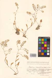 Lepidium cartilagineum subsp. crassifolium (Waldst. & Kit.) Thell., Eastern Europe, Lower Volga region (E9) (Russia)