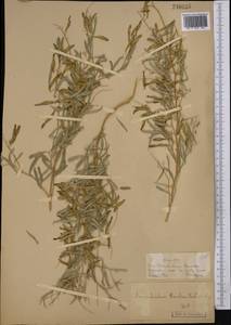 Ammodendron karelinii Fisch. & C.A.Mey. ex Ledeb., Middle Asia, Muyunkumy, Balkhash & Betpak-Dala (M9) (Kazakhstan)