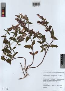 Scutellaria mongolica Sobolevsk., Siberia, Altai & Sayany Mountains (S2) (Russia)