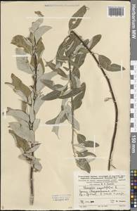 Elaeagnus angustifolia L., Eastern Europe, Lower Volga region (E9) (Russia)