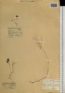 Cardamine macrophylla Willd., Siberia, Central Siberia (S3) (Russia)