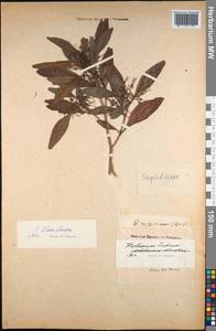 Sapindaceae, South Asia, South Asia (Asia outside ex-Soviet states and Mongolia) (ASIA) (India)