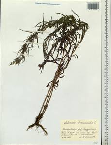 Artemisia dracunculus L., Siberia, Altai & Sayany Mountains (S2) (Russia)