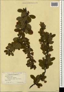 Berberis vulgaris L., Crimea (KRYM) (Russia)