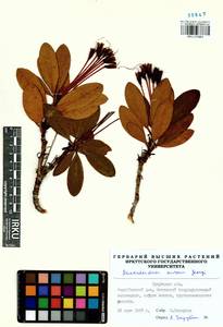 Rhododendron aureum Georgi, Siberia, Baikal & Transbaikal region (S4) (Russia)