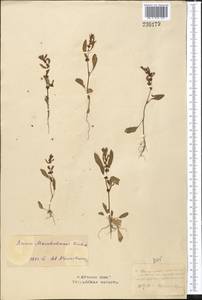 Rumex marschallianus Rchb., Middle Asia, Northern & Central Kazakhstan (M10) (Kazakhstan)