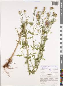 Centaurea pseudomaculosa Dobrocz, Eastern Europe, Middle Volga region (E8) (Russia)