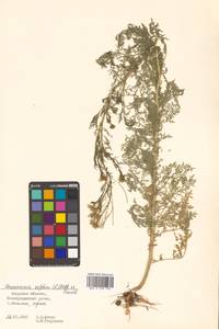 Descurainia sophia (L.) Webb ex Prantl, Siberia, Russian Far East (S6) (Russia)
