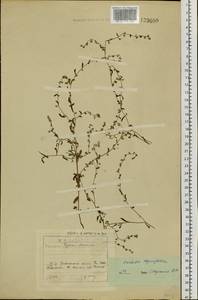 Hackelia thymifolia (A. DC.) I. M. Johnst., Siberia, Baikal & Transbaikal region (S4) (Russia)