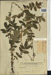 Agrimonia eupatoria L., Caucasus, Azerbaijan (K6) (Azerbaijan)