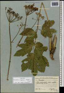 Heracleum asperum (Hoffm.) M. Bieb., Caucasus, South Ossetia (K4b) (South Ossetia)