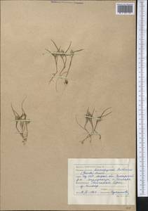 Eremopyrum triticeum (Gaertn.) Nevski, Middle Asia, Caspian Ustyurt & Northern Aralia (M8) (Kazakhstan)