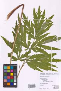 Heracleum sphondylium L., Eastern Europe, North-Western region (E2) (Russia)