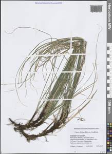 Carex rhizina Blytt ex Lindblom, Eastern Europe, Central region (E4) (Russia)