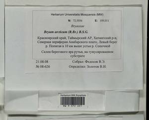 Ptychostomum arcticum (R. Br.) J.R. Spence, Bryophytes, Bryophytes - Krasnoyarsk Krai, Tyva & Khakassia (B17) (Russia)