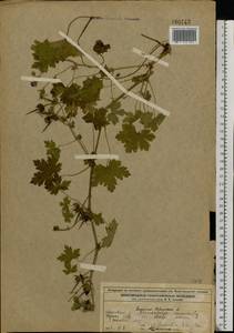 Geranium bohemicum L., Eastern Europe, Volga-Kama region (E7) (Russia)