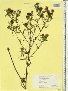 Centaurea trichocephala M. Bieb. ex Willd., Eastern Europe, Central region (E4) (Russia)