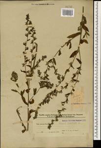 Lycopsis arvensis subsp. orientalis (L.) Kusn., Caucasus, Azerbaijan (K6) (Azerbaijan)