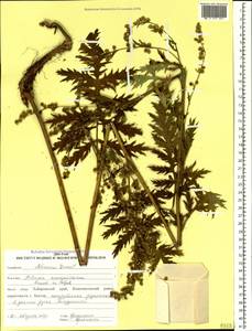 Artemisia maximovicziana (Schum.) Krasch. ex Poljakov, Siberia, Russian Far East (S6) (Russia)