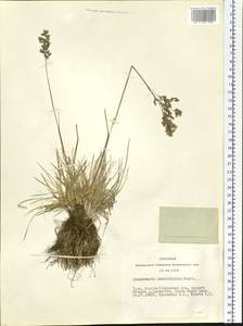 Deschampsia koelerioides Regel, Siberia, Altai & Sayany Mountains (S2) (Russia)