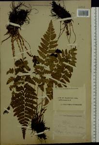 Dryopteris cristata (L.) A. Gray, Eastern Europe, Central forest region (E5) (Russia)