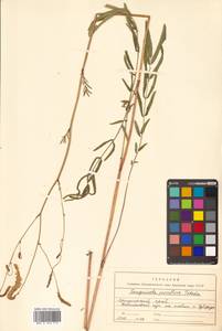 Poterium tenuifolium var. alba (Trautv. & C. A. Mey.), Siberia, Russian Far East (S6) (Russia)