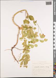 Euphorbia latifolia C.A.Mey. ex Ledeb., Siberia, Altai & Sayany Mountains (S2) (Russia)