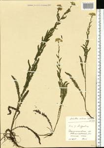 Achillea setacea Waldst. & Kit., Eastern Europe, South Ukrainian region (E12) (Ukraine)
