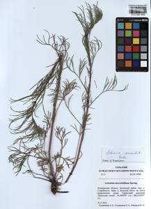 Artemisia pubescens Ledeb., Siberia, Altai & Sayany Mountains (S2) (Russia)