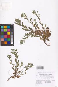 MHA 0 153 553, Buglossoides arvensis, Eastern Europe, Lower Volga region (E9) (Russia)