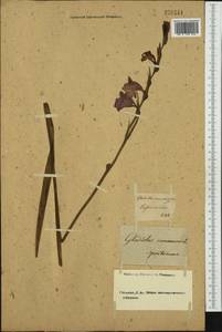 Gladiolus communis L., Western Europe (EUR) (Not classified)
