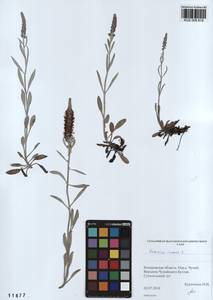 Veronica incana L., Siberia, Altai & Sayany Mountains (S2) (Russia)