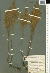 Artemisia austriaca Jacq., Eastern Europe, South Ukrainian region (E12) (Ukraine)