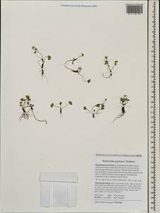 Ranunculus pygmaeus Wahlenb., Eastern Europe, Northern region (E1) (Russia)